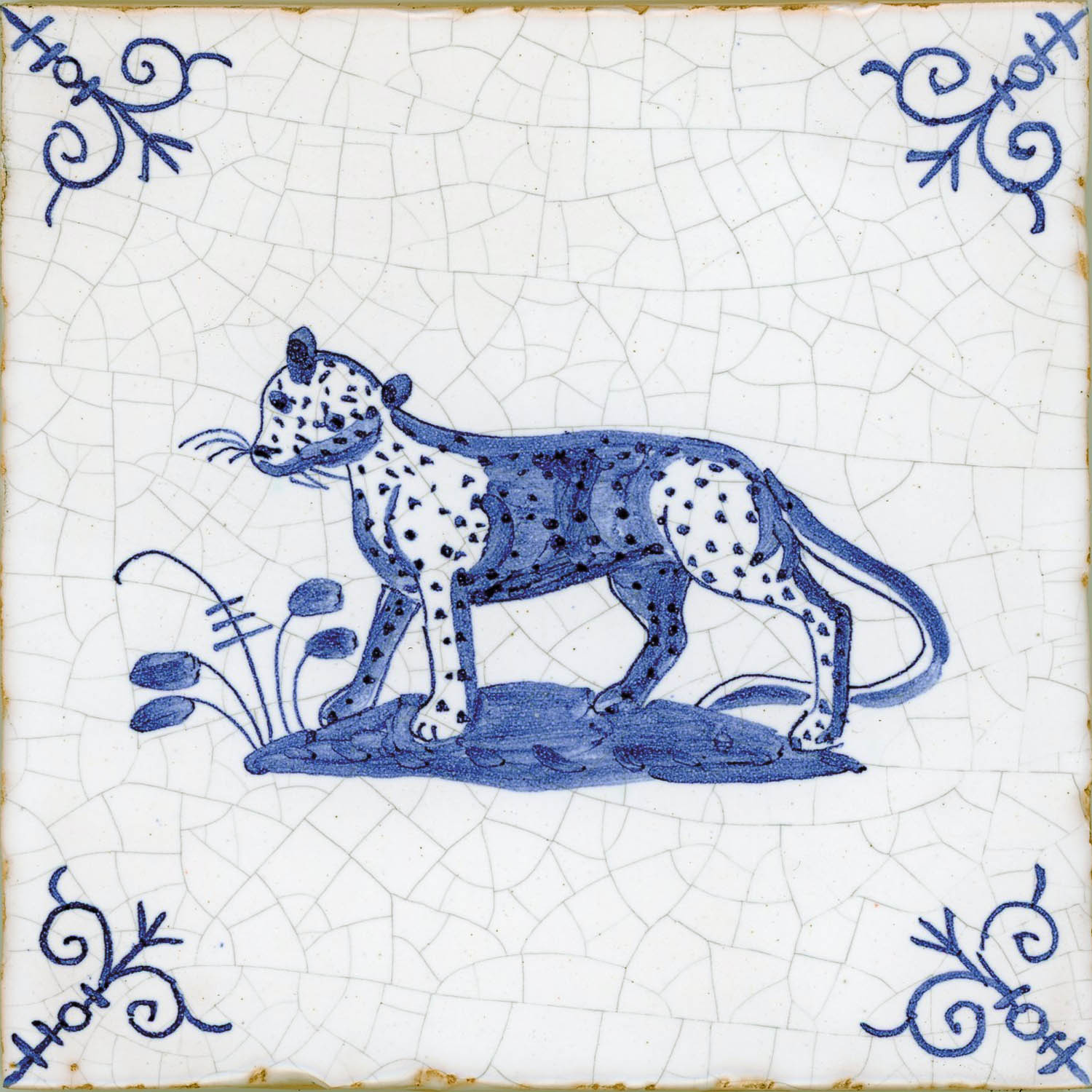 Leopard.