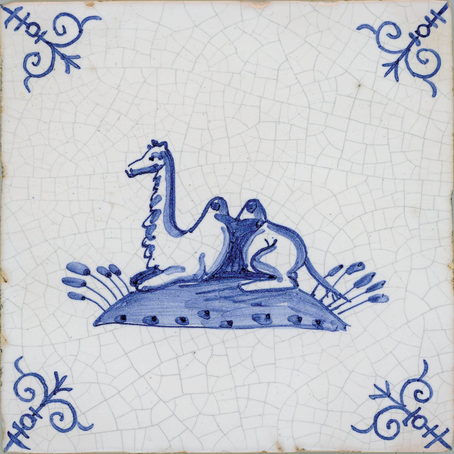 Camel.